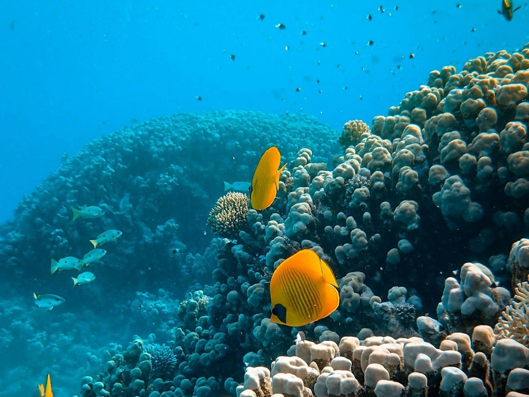 yellow fish over corals yellow fish over corals