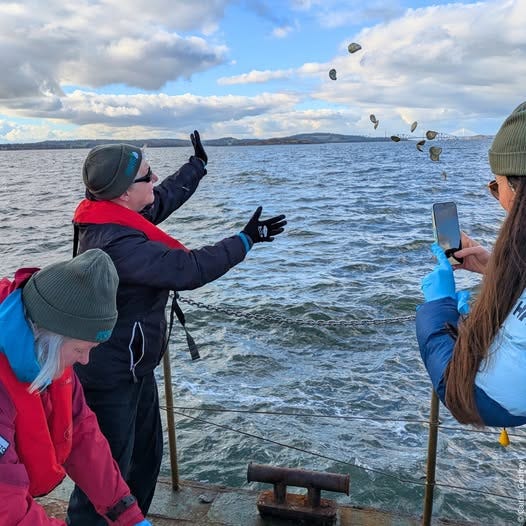 Restoration Forth volunteer reintroducing a handful of European flat oysters into the Firth of Forth from the side of a boat. A member of the team can be seen on the right of the photo, taking a picture on their mobile phone. Restoration Forth volunteer reintroducing a handful of European flat oysters into the Firth of Forth from the side of a boat. A member of the team can be seen on the right of the photo, taking a picture on their mobile phone.