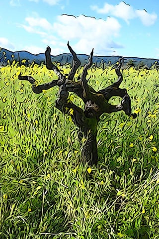 Gnarly Zin vine Gnarly Zin vine