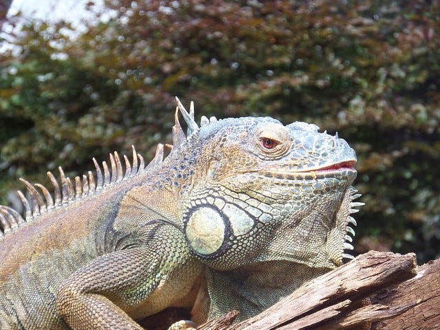 Lizard Lizard