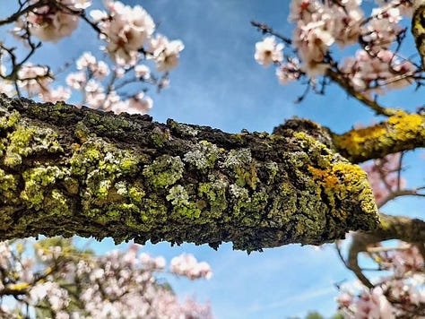 primavera luz belleza efímera Sakura 
