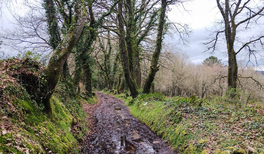 Senda embarrada en el Camino Primitivo, cerca de Bacurín (Lugo)