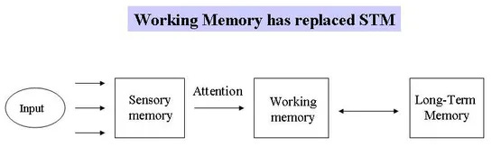Working Memory