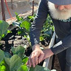 Organic Foods: Are They A Must?