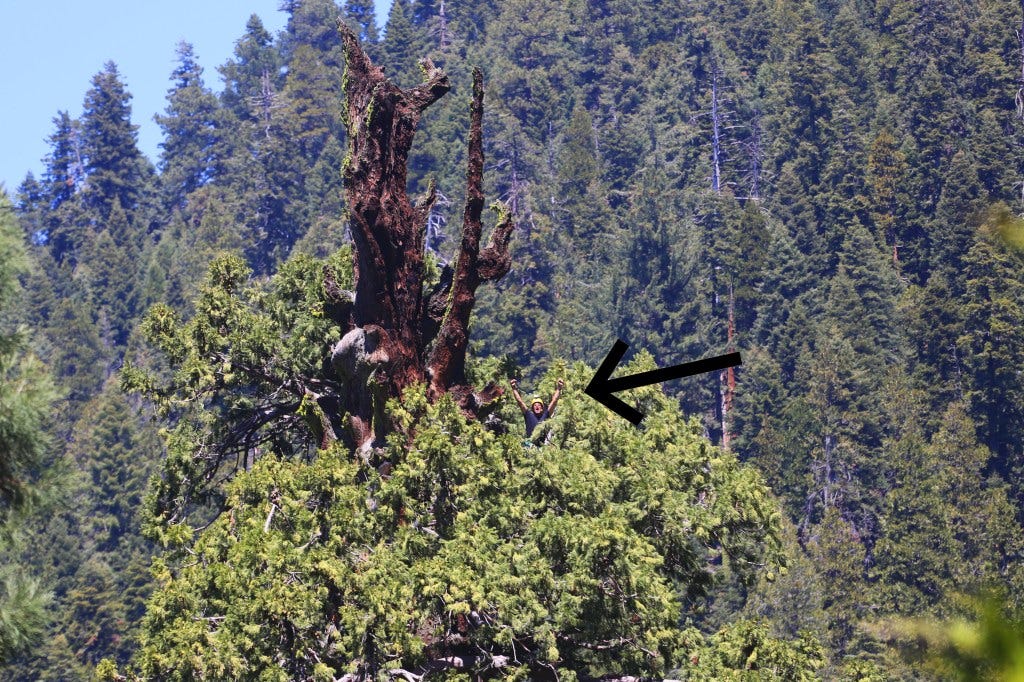 Why are California's redwoods and sequoias so big and tall?