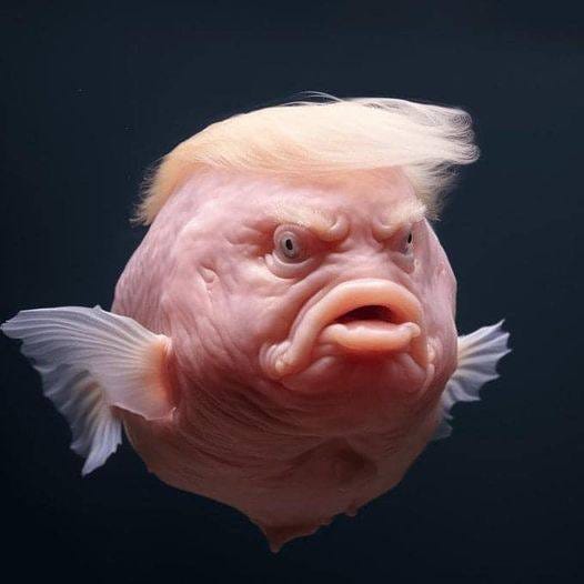 Dr Ian McCormick on X: "Grotesque metamorphosis of Trump into a Puffer Fish https://t.co/lwZUbiaG8C" / X Dr Ian McCormick on X: "Grotesque metamorphosis of Trump into a Puffer Fish https://t.co/lwZUbiaG8C" / X