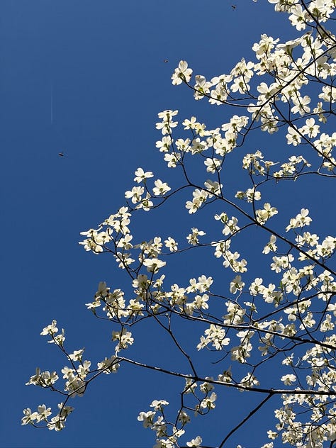 Earth day photography of mountains, palm trees, flowers, and the ocean