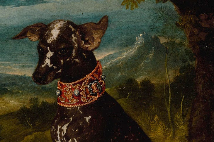 An exotic dog, the Mexican Xoloitzcuintli (c. 1580–1600), Prague School. An exotic dog, the Mexican Xoloitzcuintli (c. 1580–1600), Prague School.