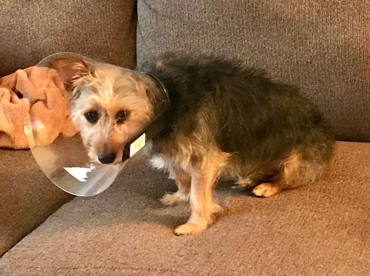 A tan and black terrier wearing a cone sits on a couch and looks forlornly at the camera