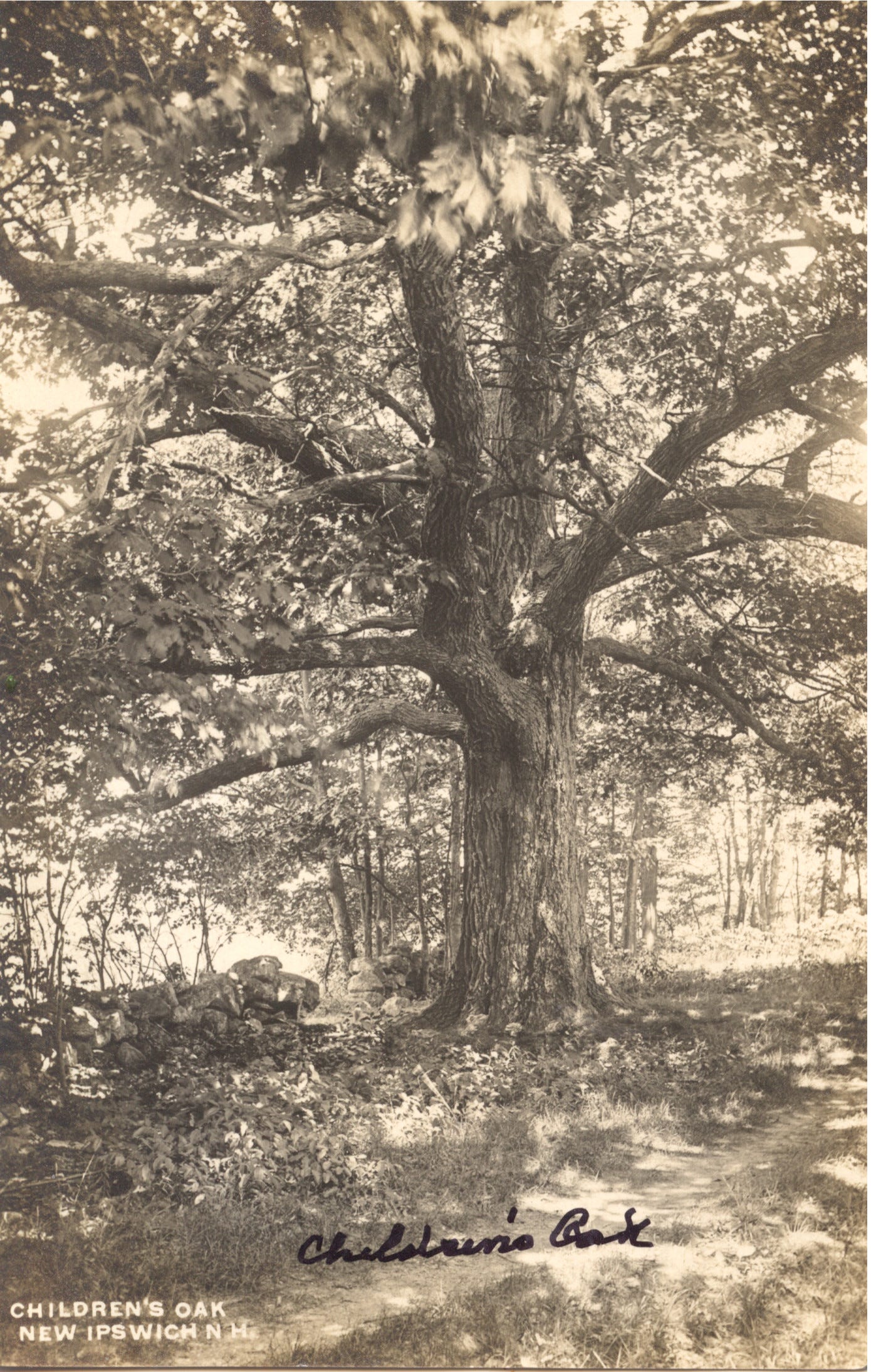Children's Oak
