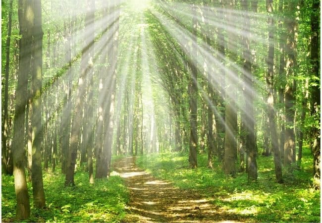 Nature as God's Sanctuary - Embracing the Wind