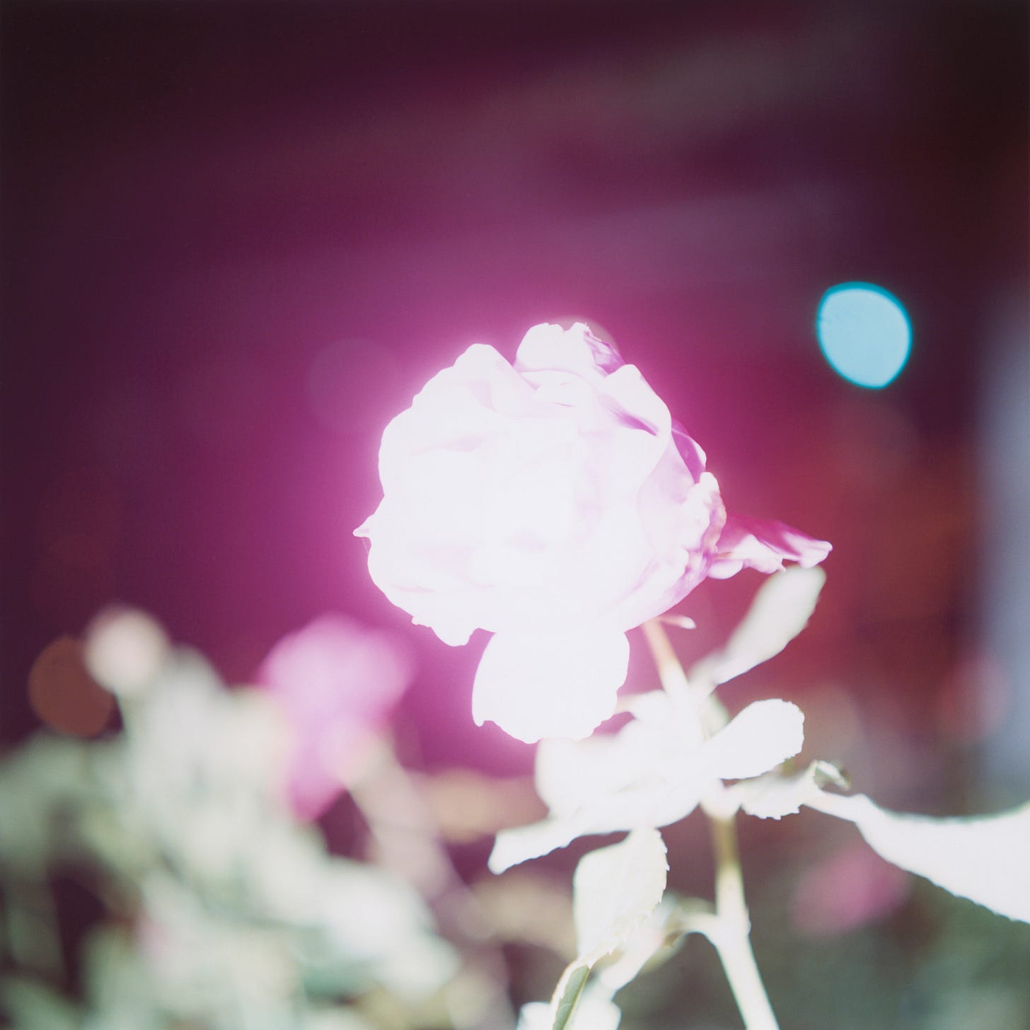 Rinko Kawauchi | Illuminance Rinko Kawauchi | Illuminance