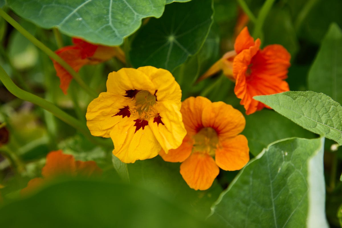 nasturtium plants and flowers