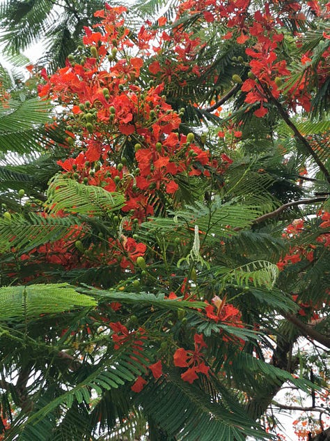 Terrario, árbol tropical y suculenta.