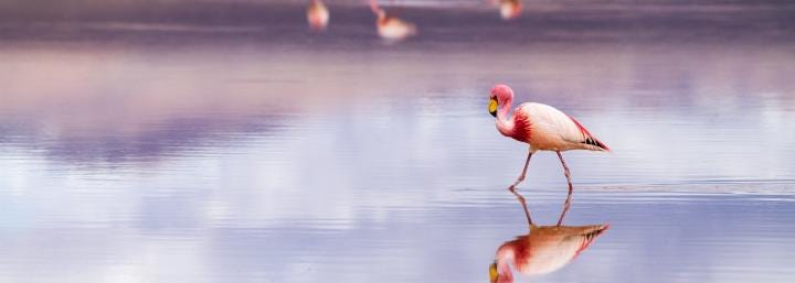 Founder of China’s NEO says DeFi is just getting started, launches “Flamingo” Founder of China’s NEO says DeFi is just getting started, launches “Flamingo”