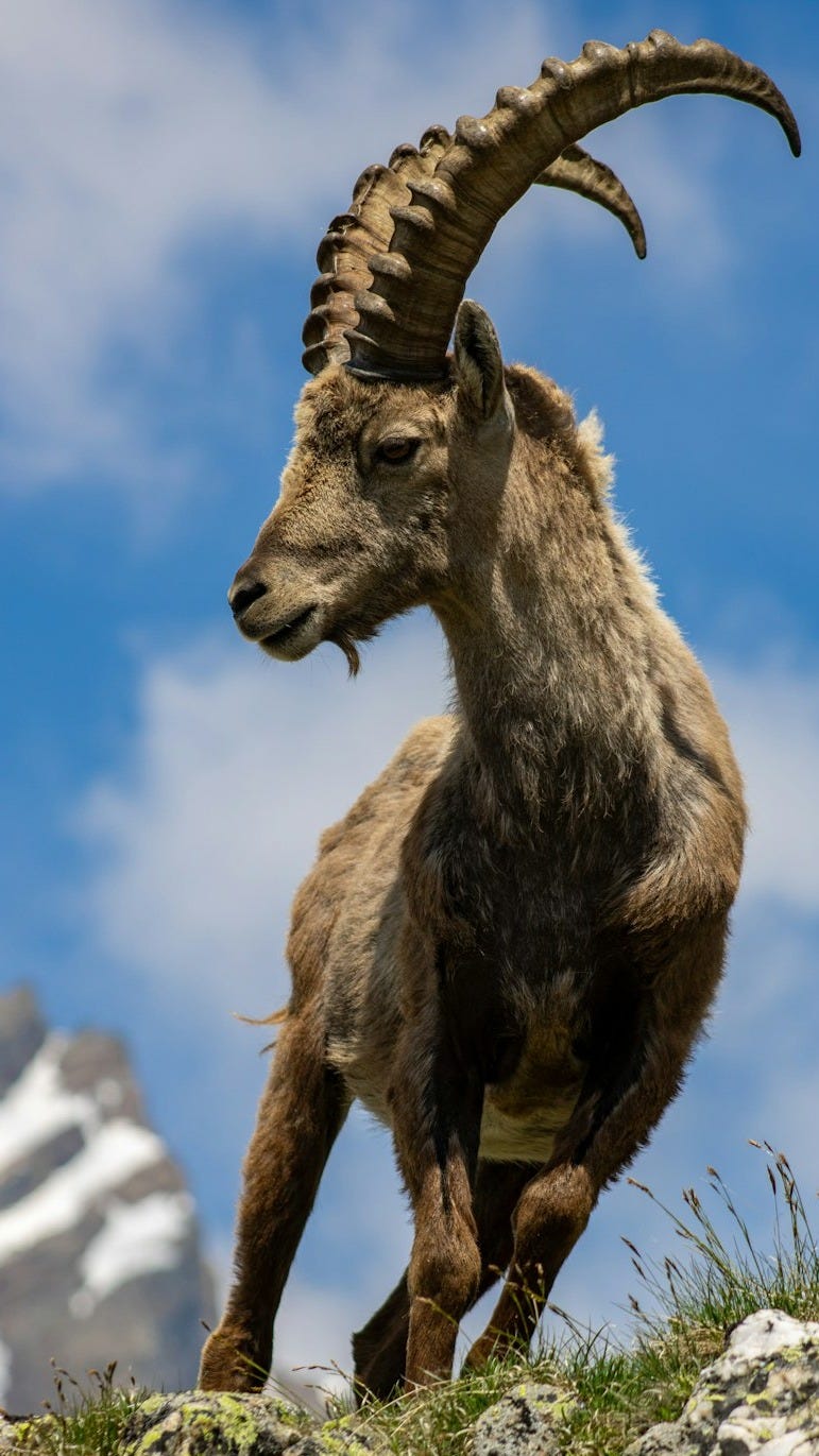 a mountain goat standing on top of a grass covered hill