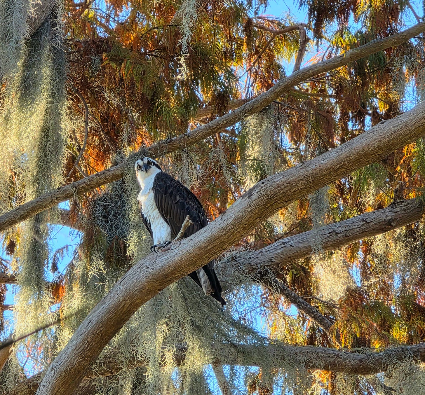 osprey sitting in a tree hanging with spanish moss in the early morning, looking down at me