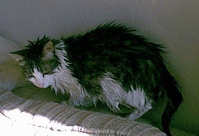 Kitty_Caring_for_Abused_Cats Kitty_Caring_for_Abused_Cats