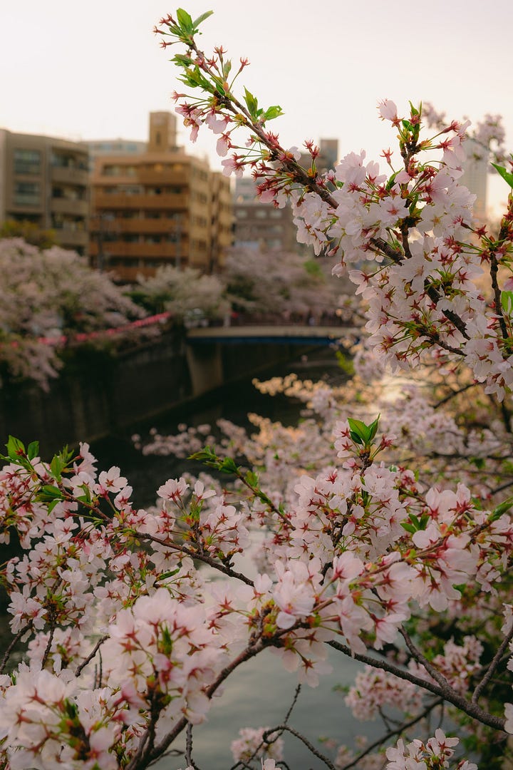 Cherry blossoms along the Meguro river, Tokyo