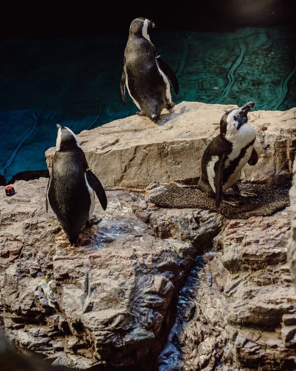 Three penguins standing on a rock in the water, looking around. 