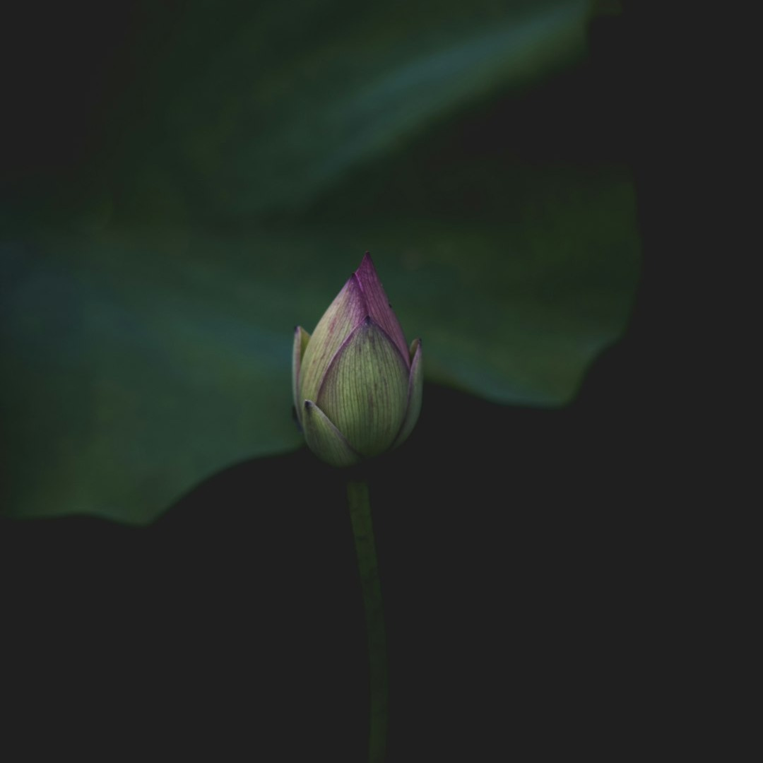 purple flower