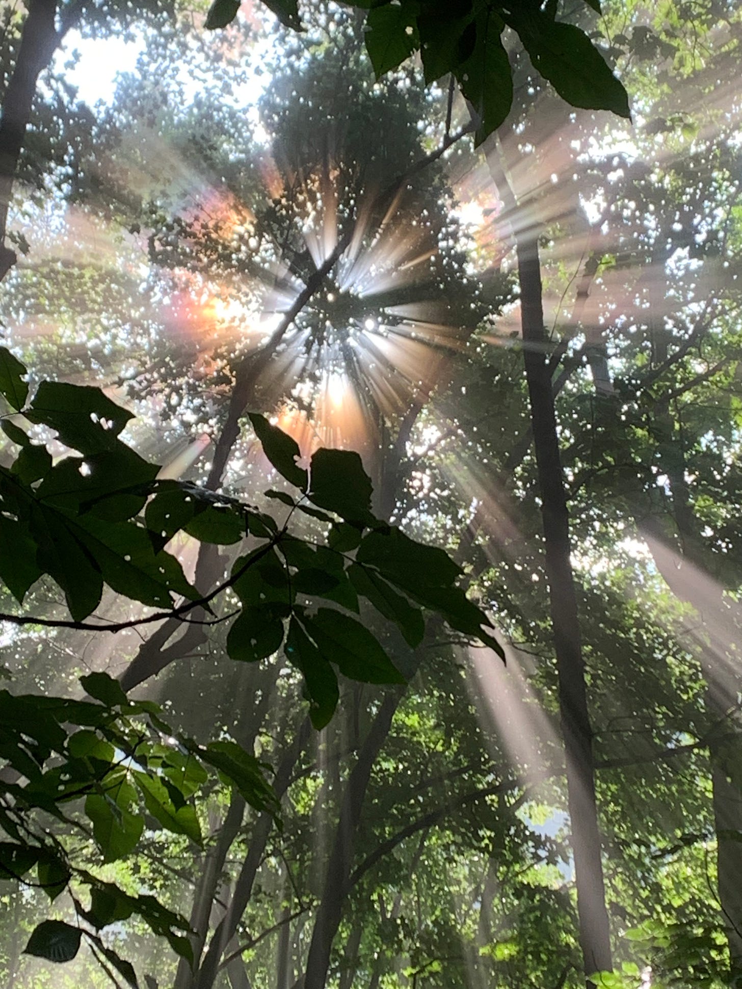Sunbeams streaming through dense leaf cover.