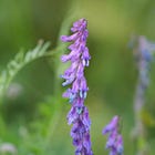 Vicia cracca | tufted vetch