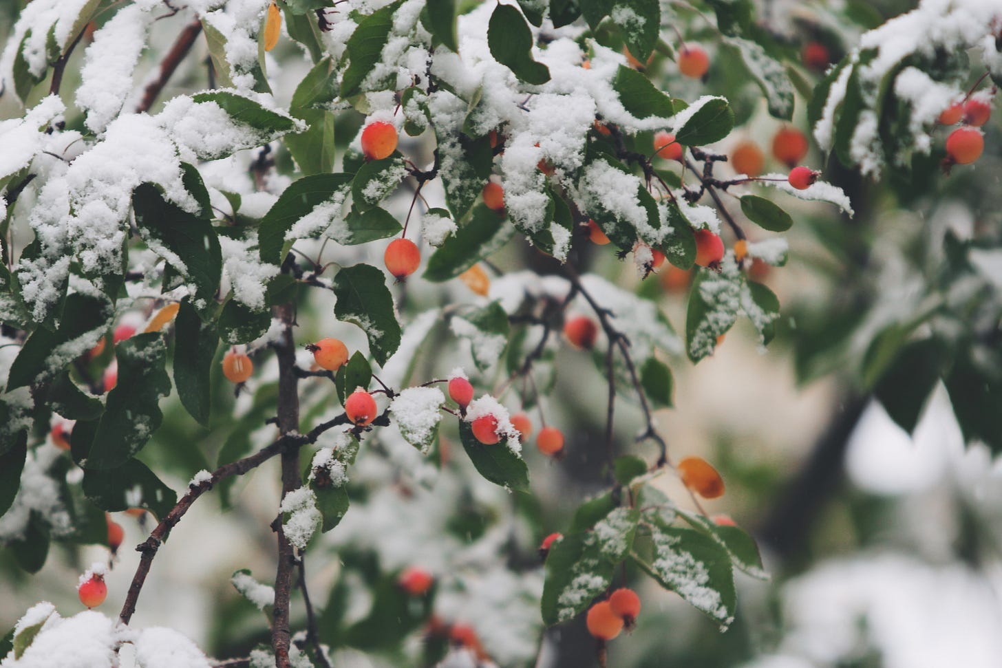 Holly bush dusted with snow Holly bush dusted with snow