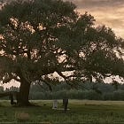 Forrest Gump's Musical Destiny