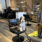Salon Holds Cut-a-Thon to raise funds for the SPCA