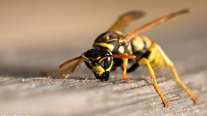authenticmagazin.com Când sunt viespile benefice și când periculoase