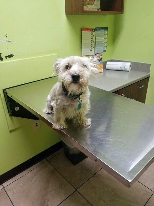 Tony C, who belongs to loyal reader Clare, was very brave at his most recent doctor’s visit. (His teeth need some scrubbing.) Tony C’s owner is Subscriber #9 and was guest on The Highlighter Podcast #11. Nominate your pet! hltr.co/pets Tony C, who belongs to loyal reader Clare, was very brave at his most recent doctor’s visit. (His teeth need some scrubbing.) Tony C’s owner is Subscriber #9 and was guest on The Highlighter Podcast #11. Nominate your pet! hltr.co/pets
