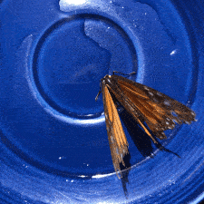 An animated loop of photos of a dying monarch butterfly in a blue cup and on a blue plate. An animated loop of photos of a dying monarch butterfly in a blue cup and on a blue plate.