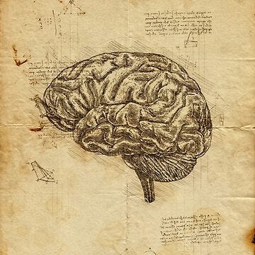 Leonardo Da Vinici anatomical sketches