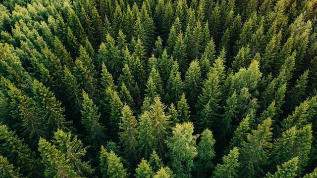 A quick summary of what #TeamTrees is - Tech Talk News A quick summary of what #TeamTrees is - Tech Talk News