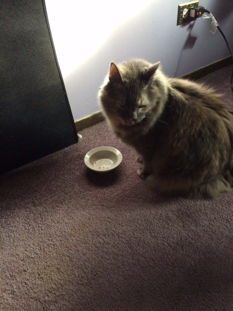 Aria Cats Eating Too Fast Aria Cats Eating Too Fast