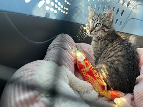 tabby kitten and art illustrations by Beth Spencer