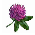 Red Clover