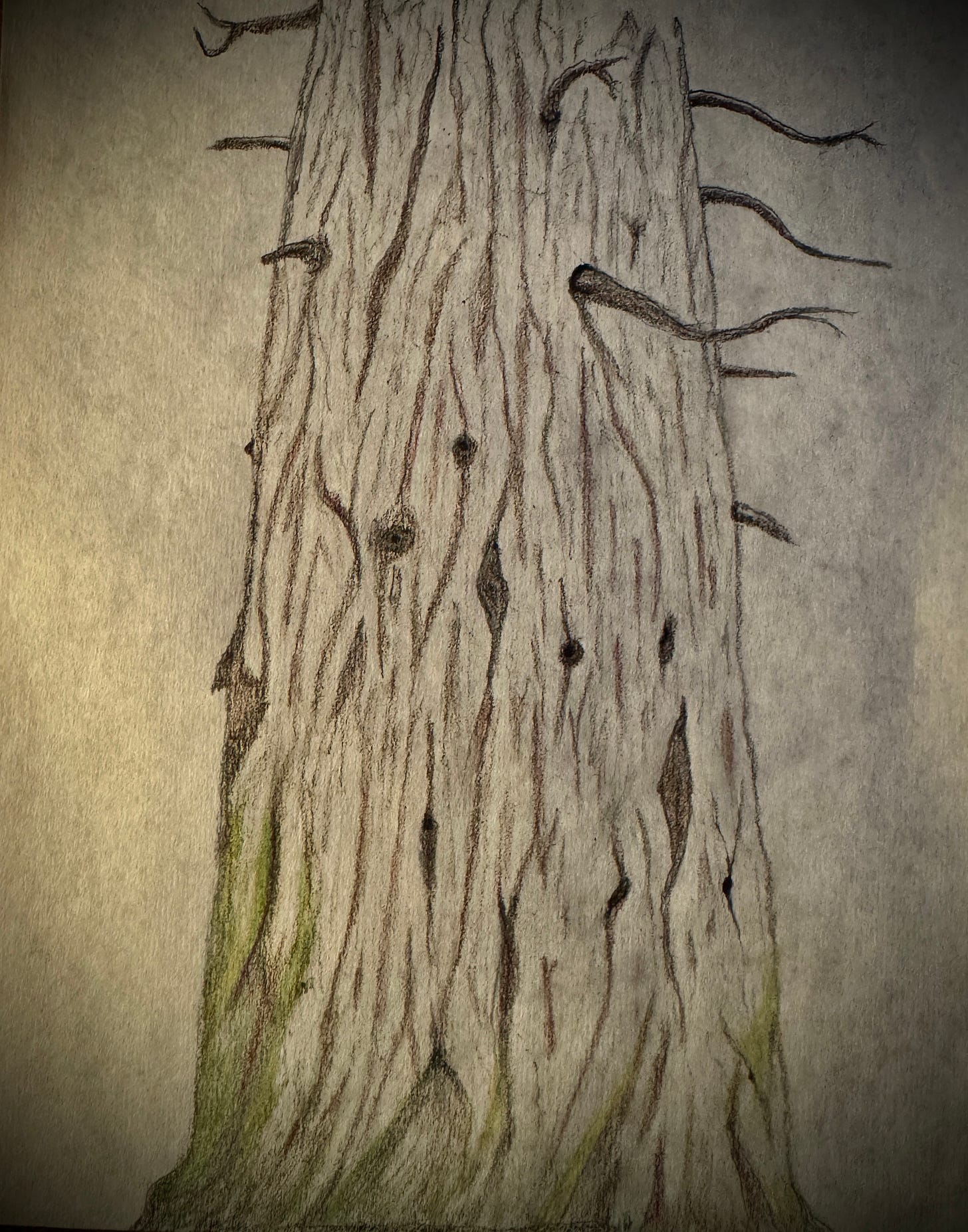 My sketch of a tree My sketch of a tree