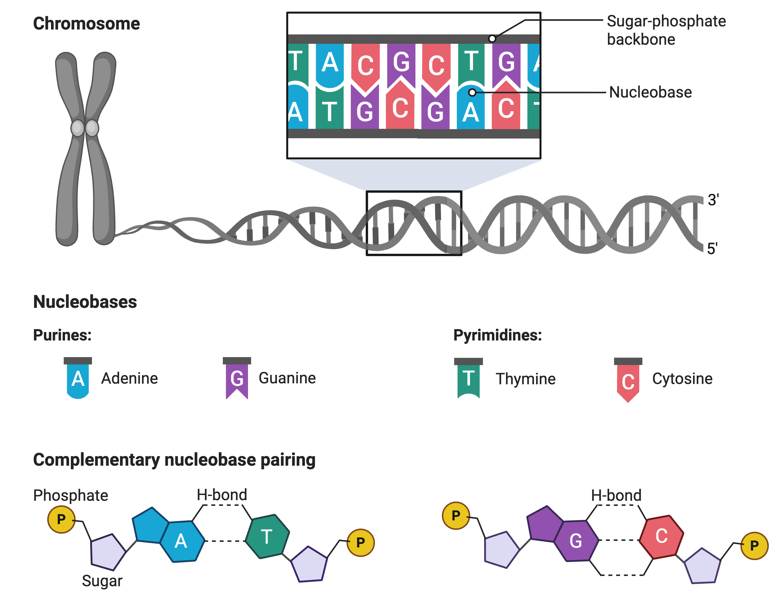carnitine l-tartarate upregulates androgen receptors The Receptor: Why Your Hormone Numbers Might Be Lying to You כמוסות גלוטתיון L-Glutathione 1800mg with Vitamin Color:6RF Dark Blonde Flaming Red