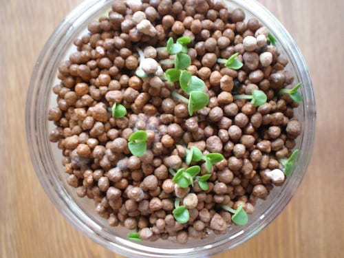 Basil Shoots Basil Shoots