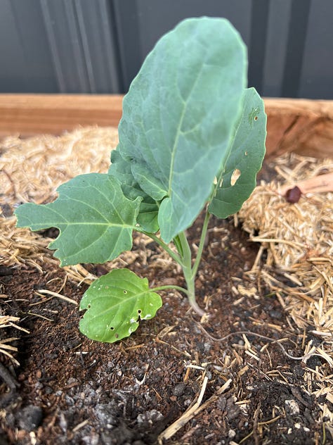 Autumn planted seedlings looking for a bit of nitrogen to put on some growth