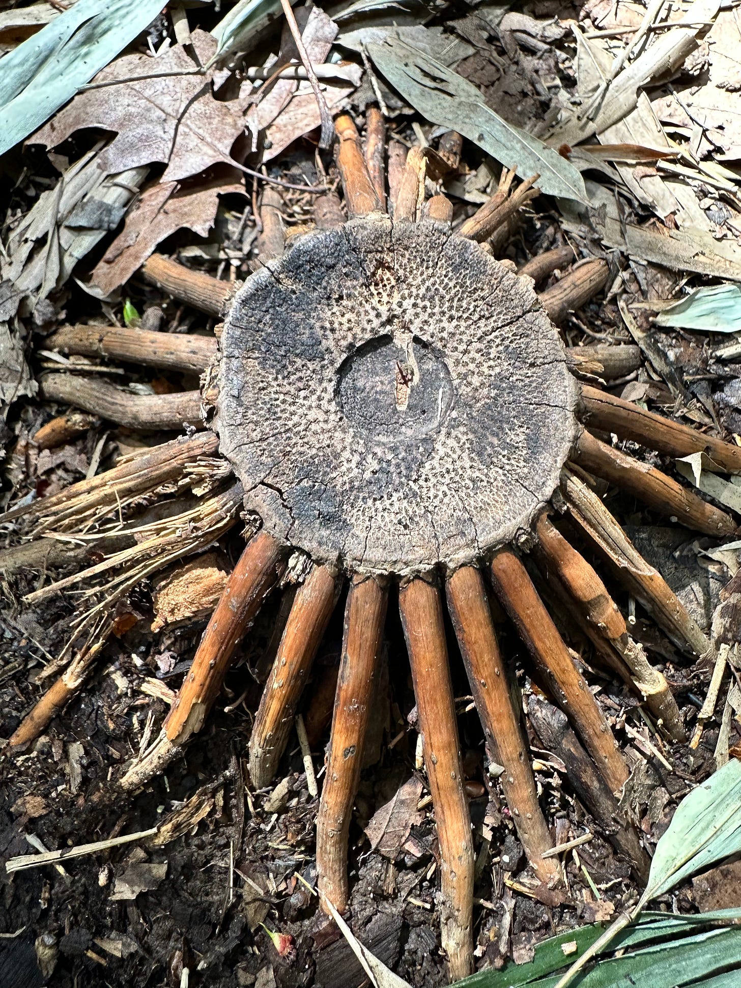cross-section of a bamboo surrounded by roots