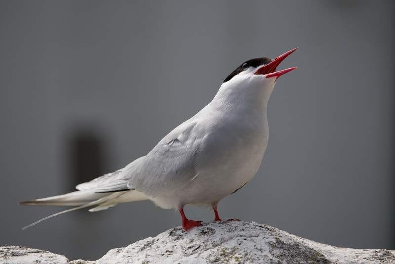 Arctic tern with beak open as if it's awe-struck or having a good laugh at something.