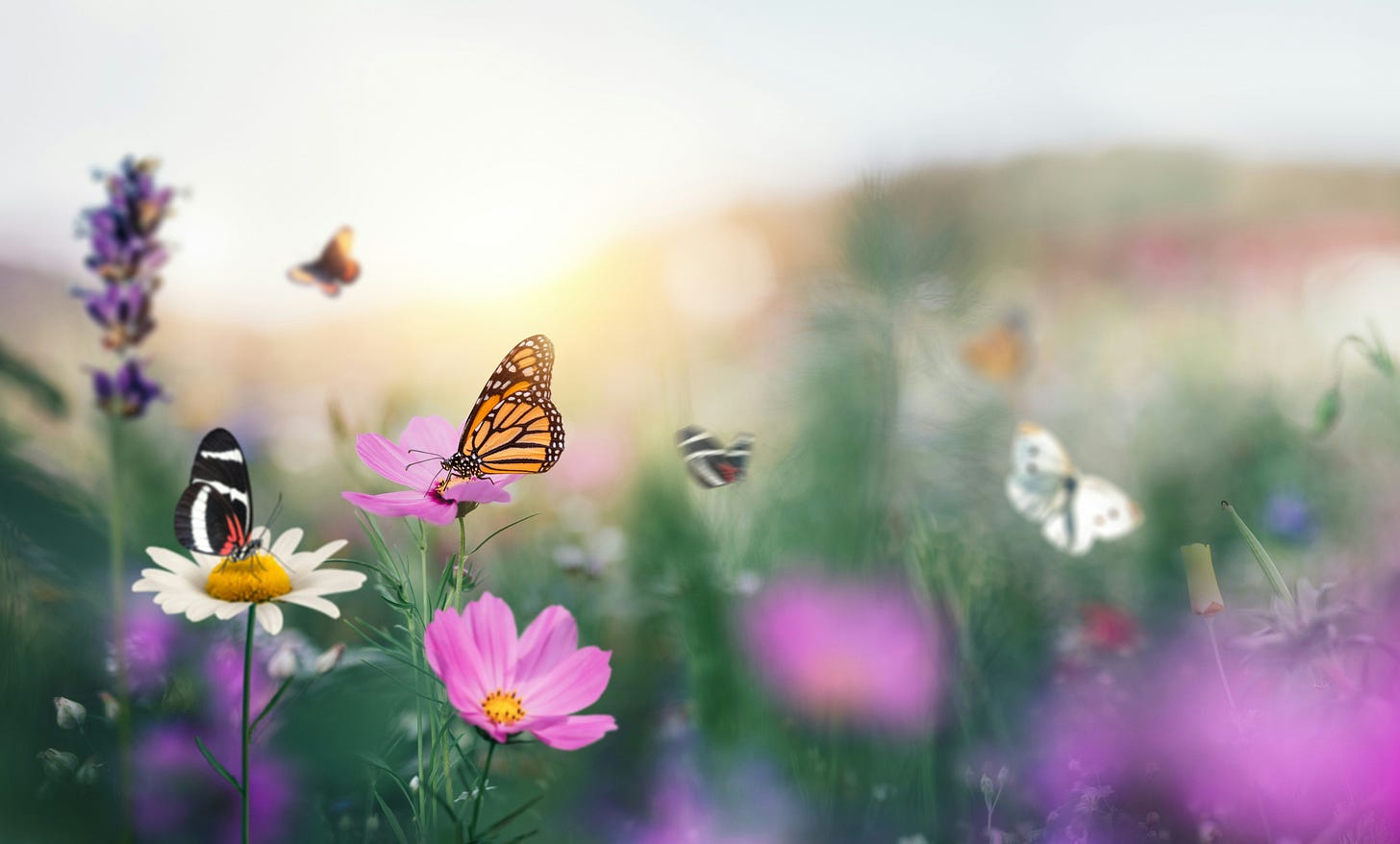butterflies in a meadow butterflies in a meadow