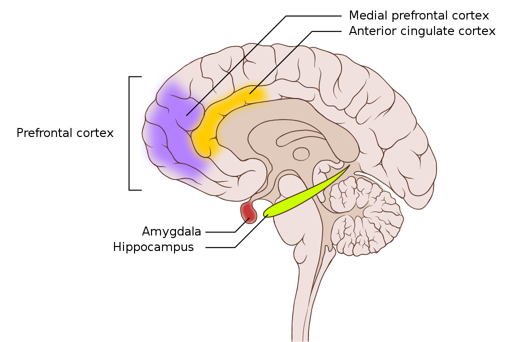 Medial Prefrontal Cortex: The Brain Region That Knows Who You Are! –  Sankalp Garud