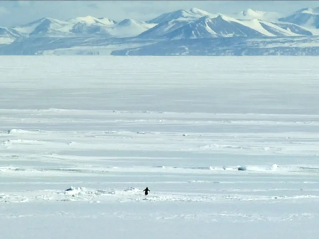 What does Werner Herzog's nihilist penguin teach… | Little White Lies