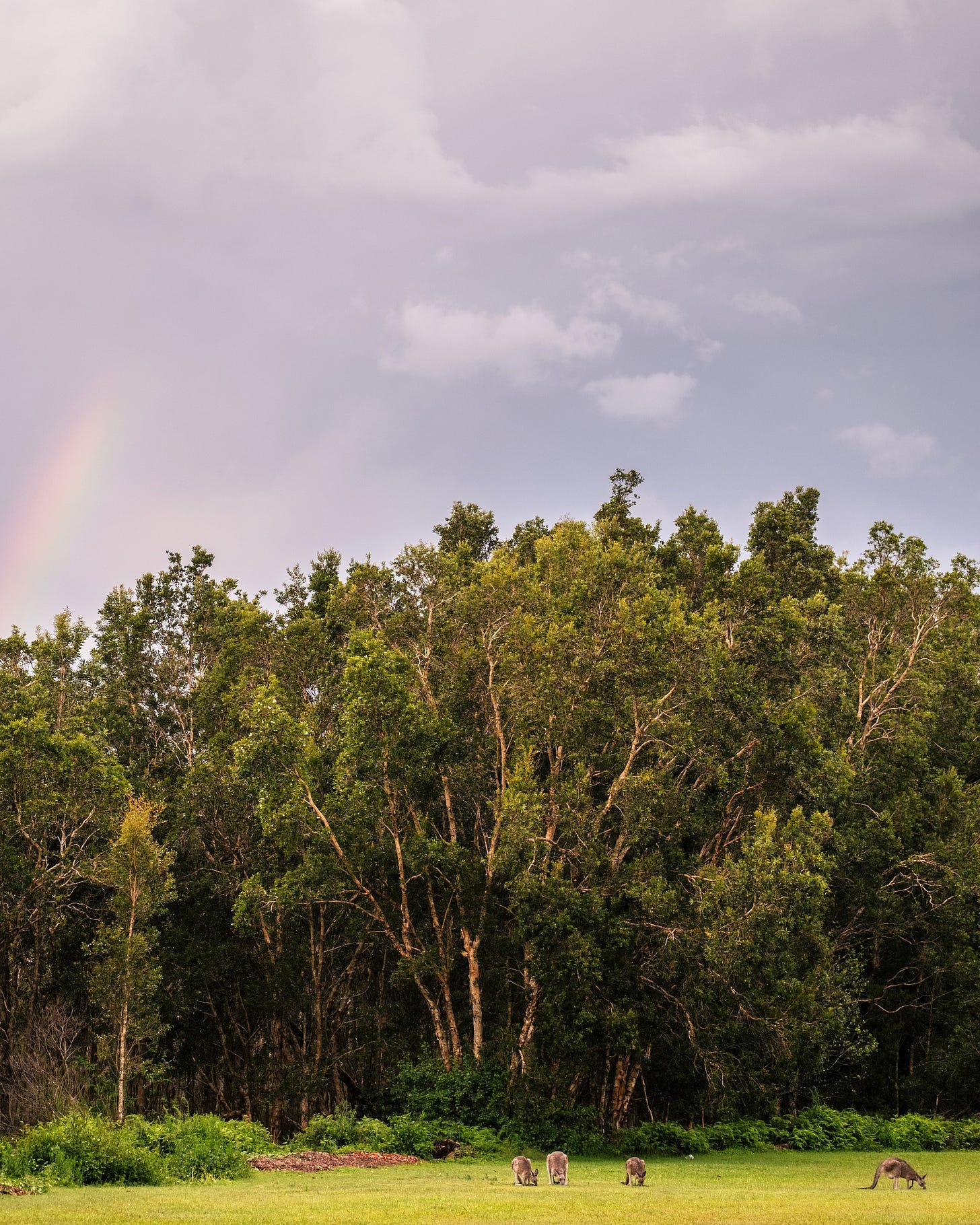 Group of kangaroos grazing on grass beside a forest in New South Wales with a subtle rainbow in a cloudy sky
