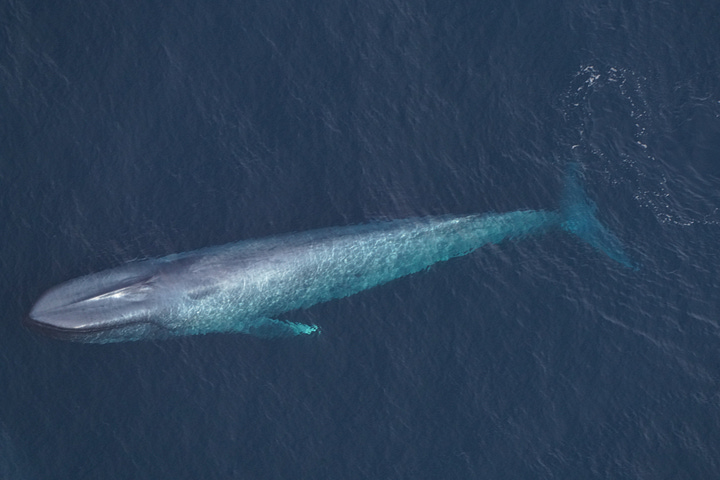 (LEFT) A blue whale seen by the New England Aquarium’s aerial survey team over Northeast Canyons and Seamounts Marine National Monument on Feb. 27, 2026. (RIGHT) One of two blue whales sighted over southern New England waters on Feb. 28, 2026. (New England Aquarium)