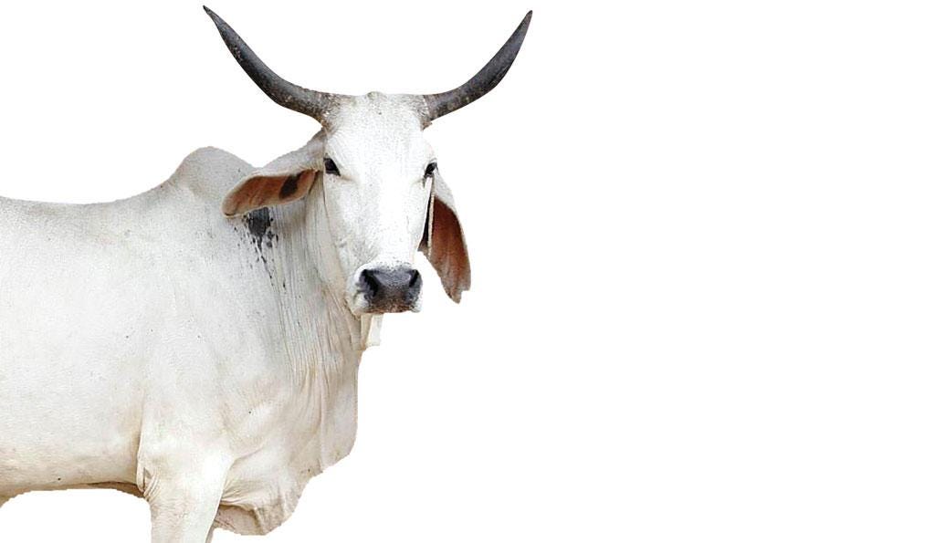 India's milk boom would have been same even without exotic breeds India's milk boom would have been same even without exotic breeds